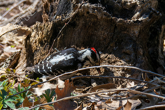 4-9-22 Hairy Woodpecker