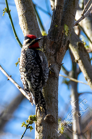 4-9-22 Yellow-bellied Sapsucker on Green Ash (Fraxinus pennsylvanica)