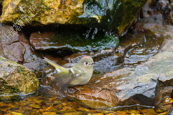 1-27-22 Ruby-crowned Kinglet
