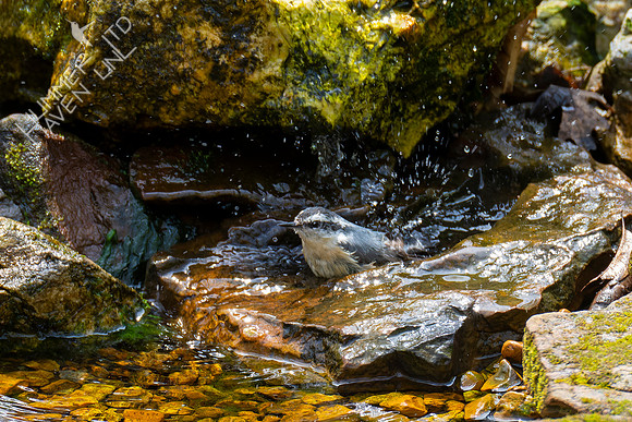 4-21-22 Red-breasted Nuthatch