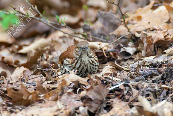 4-15-22 Brown Thrasher