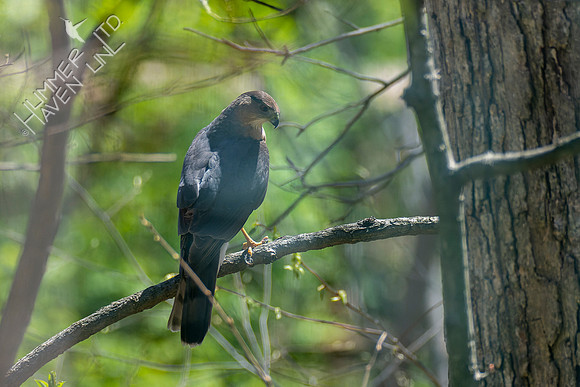 4-19-22 Cooper's Hawk