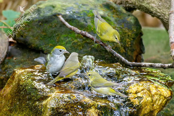 9-23-22 FOS Nashville, two Tennessee and Chestnut-sided Warblers