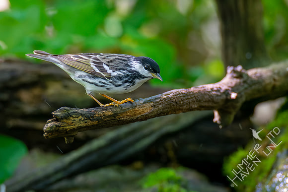 5-9-22 Blackpoll Warbler