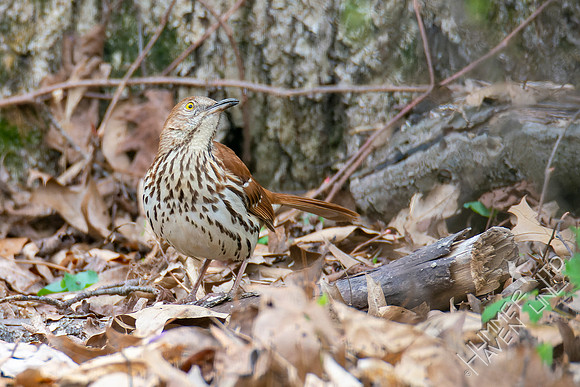 4-15-22 Brown Thrasher