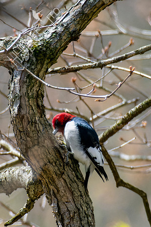 4-18-22 Red-headed Woodpecker