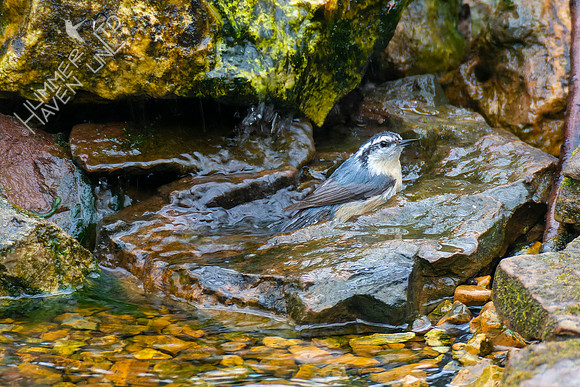 4-5-22 Red-breasted Nuthatch