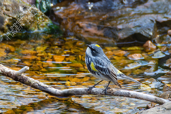 4-16-22 Yellow-rumped Warbler