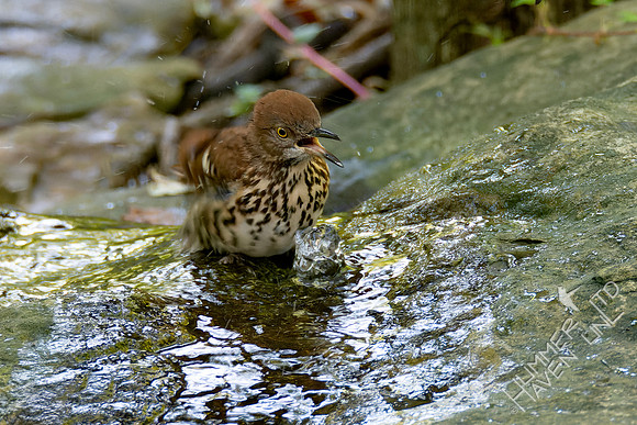 9-29-24 Brown Thrasher