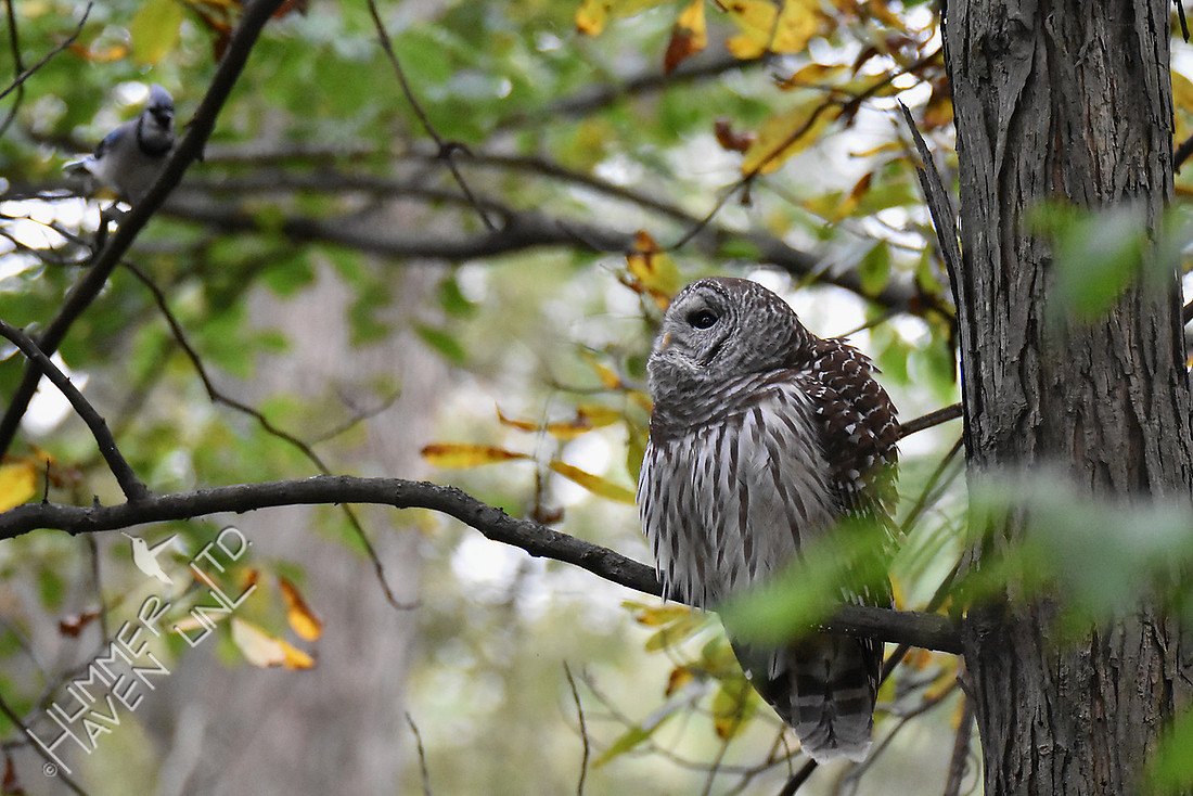 Blue Jay scolding Barred Owl 10-20-16
