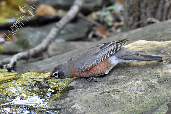 American Robin 10-8-16