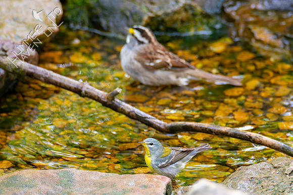 5-4-22 Northern Parula and White-throated Sparrow