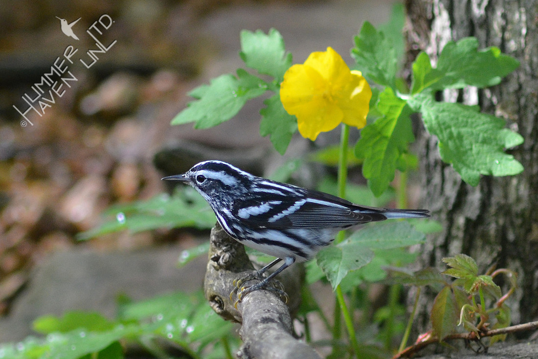 Black and White Warbler