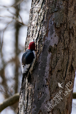 4-18-22 Red-headed Woodpecker