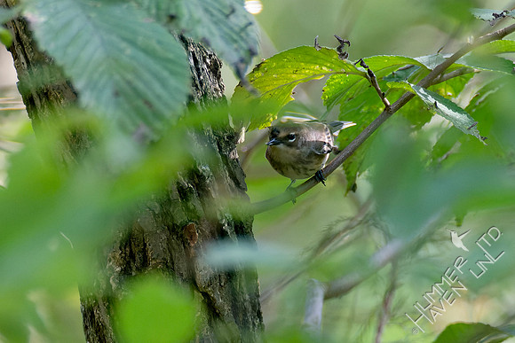 10-6-24 FOS Yellow-rumped Warbler