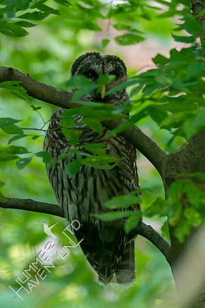8-23-22 Barred Owlet
