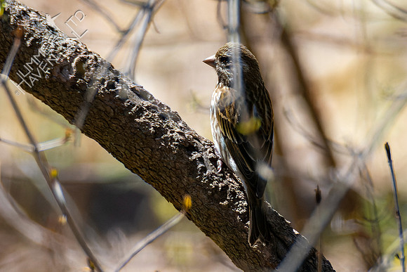 4-9-22 Purple Finch female