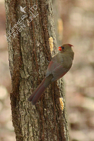 Northern Cardinal