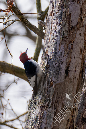 4-18-22 Red-headed Woodpecker
