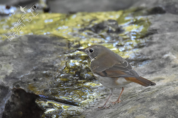 Hermit Thrush 10-8-16
