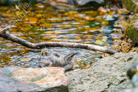 4-18-22 Brown Creeper