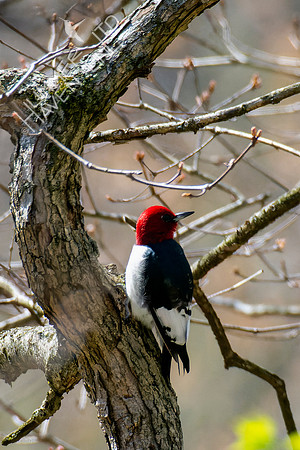 4-18-22 Red-headed Woodpecker