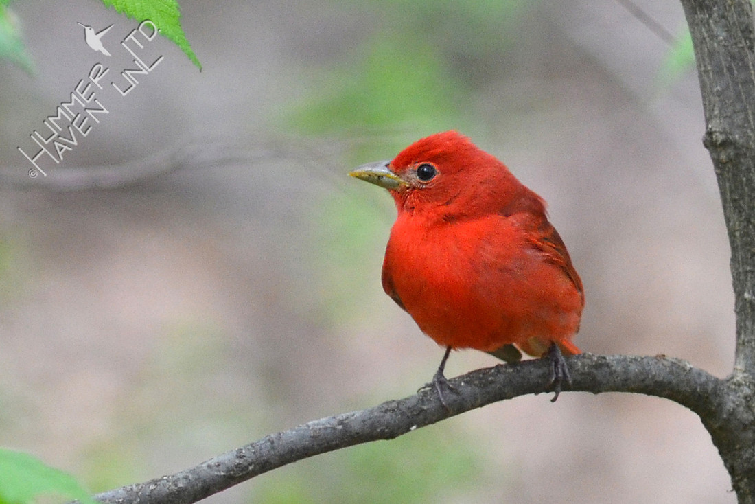Summer Tanager