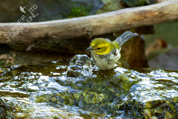 10-5-24 Black-throated Green Warbler