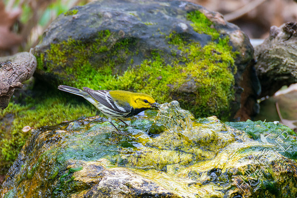 4-22-22 FOY #62 *42 Black-throated Green Warbler