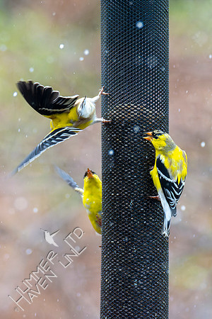 4-8-22 American Goldfinches