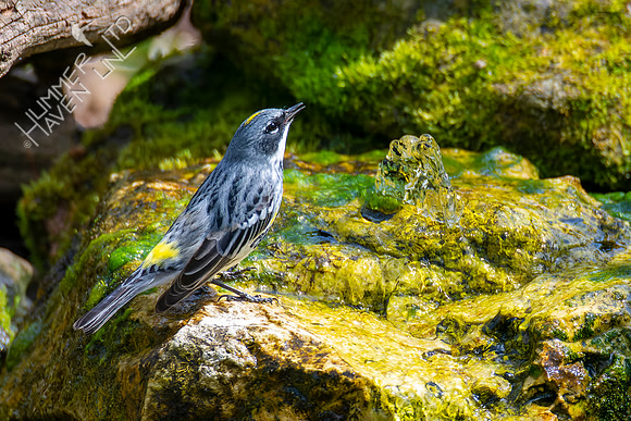 4-21-22 Yellow-rumped Warbler