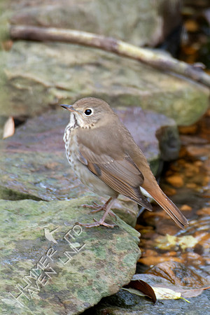 11-3-24 Hermit Thrush