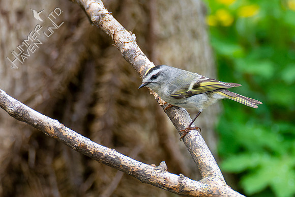 4-22-22 Golden-crowned Kinglet