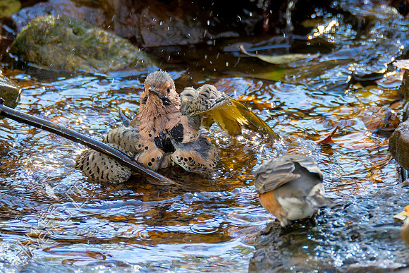 11-11-24 Northern Flicker and American Robin