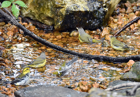 Nashville, Black-throated Green and Chestnut-sided Warblers 10-2-16