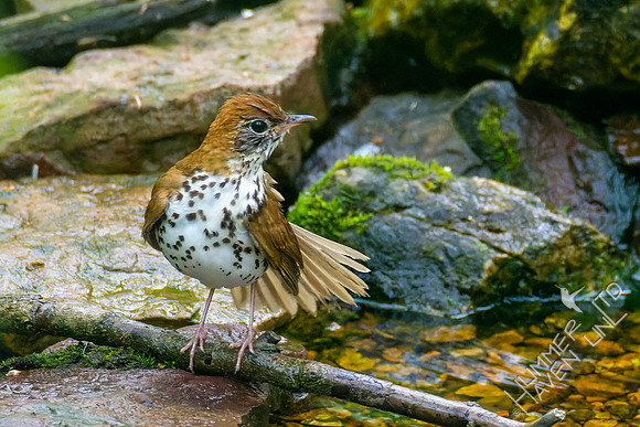 5-3-22 Wood Thrush, first time in 10 years at the bubbler!