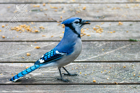 4-18-22 Blue Jay
