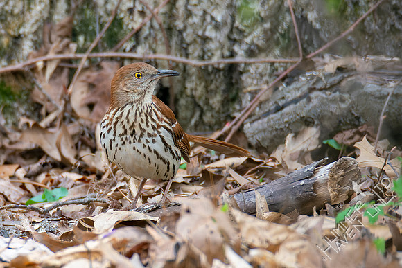 4-15-22 Brown Thrasher