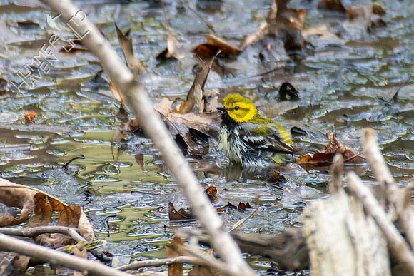 4-28-22 Black-throated Green Warbler