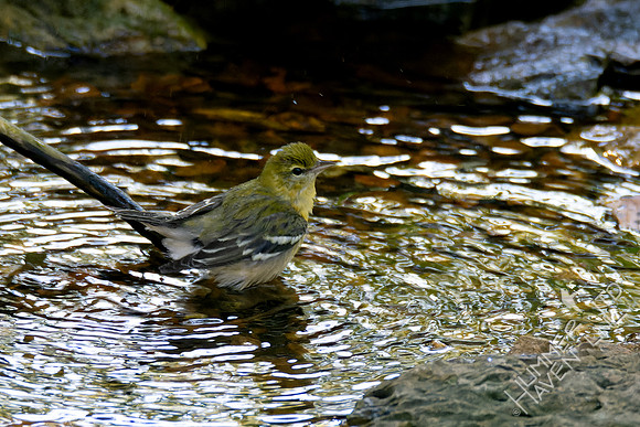 10-8-24 Bay-breasted Warbler