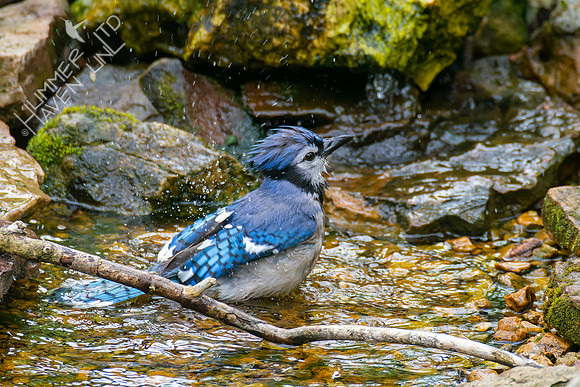 4-28-22 Blue Jay