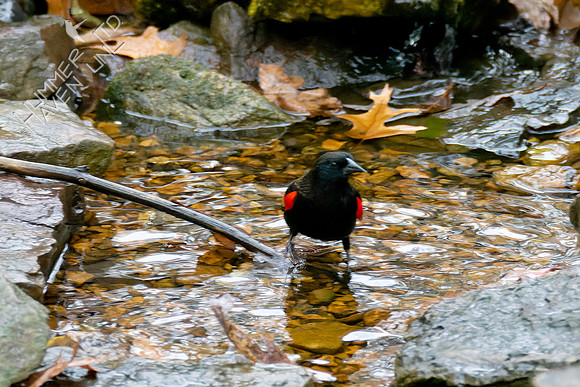 11-14-24 Red-winged Blackbird