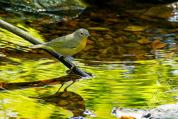 9-26-24 Nashville Warbler