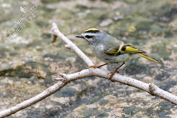 4-22-22 Golden-crowned Kinglet