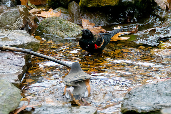 11-14-24 Red-winged Blackbird and American Robin
