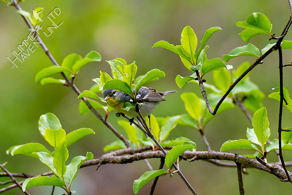 4-25-22 Northern Parula female