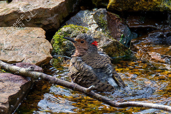 4-20-22 Northern Flicker