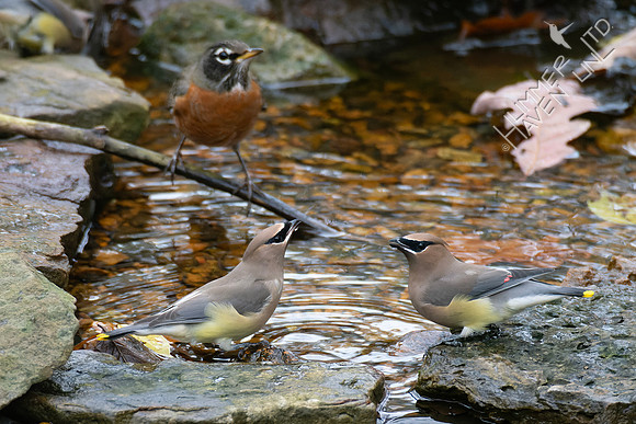 11-9-24 American Robin, Cedar Waxwings
