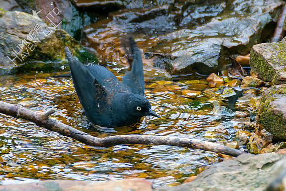 4-18-22 Rusty Blackbird