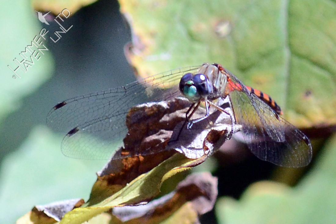 Blue-faced Meadowhawk on Celandine Poppy (Stylophourm diphyllum)
